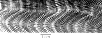 Coral image shows a series of wavy striped lines 