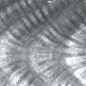 Coral image shows a series of wavy striped lines