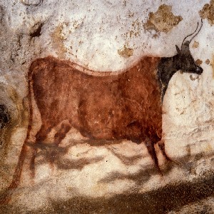 Image of wall art depicting a cow found in La Grotte de Lascaux