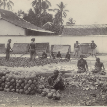 Men and women prepare copra in the Dutch East Indies